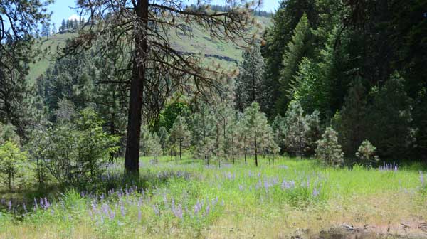 wildflowers